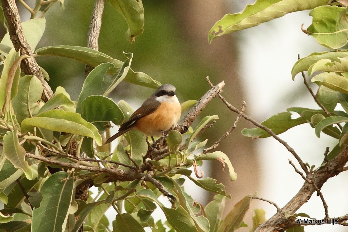 Emin's Shrike illustration