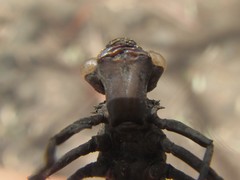 Austroaeschna unicornis