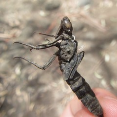 Austroaeschna unicornis