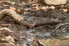 Pytilia phoenicoptera