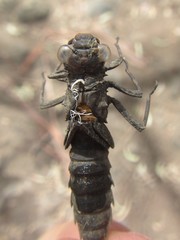 Austroaeschna unicornis