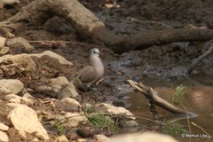 Turtur abyssinicus