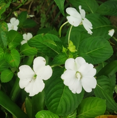 Impatiens flaccida