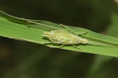 Oecanthus celerinictus