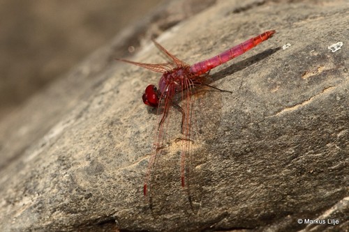 Violet Dropwing