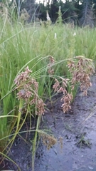 Scirpus atrocinctus