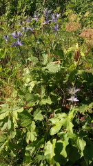 Eryngium alpinum