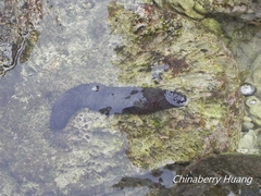 Holothuria leucospilota