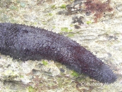 Holothuria leucospilota