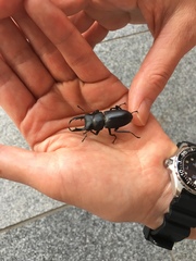 Dorcus rectus rectus