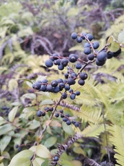 Vaccinium bracteatum