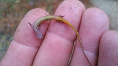 Eurycea hillisi