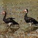 Northern Spur-winged Goose - Photo (c) markus lilje, some rights reserved (CC BY-NC-ND), uploaded by markus lilje