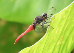 Orthetrum chrysis