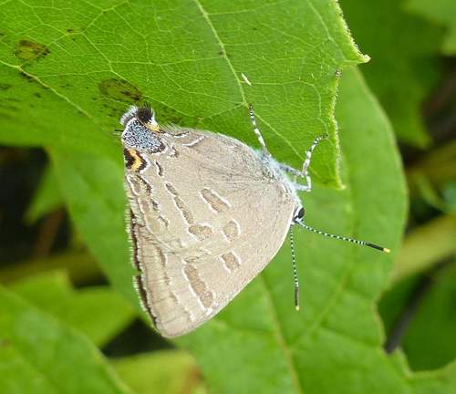 Hickory Hairstreak photo 2