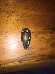 Sternocera orissa orissa
