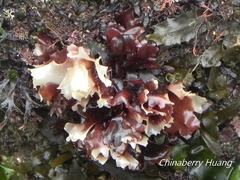 Chondrus
