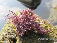 Tricleocarpa fragilis