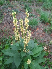 Verbascum nigrum