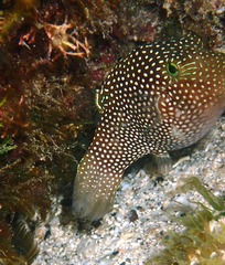Canthigaster punctatissima
