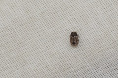 Pachybrachis hepaticus