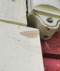 Cyclophora albipunctata