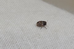 Pachybrachis hepaticus