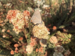 Strymon melinus