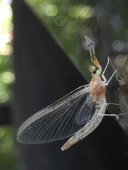 Ephemera japonica