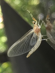 Ephemera japonica