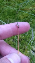 Carex chordorrhiza