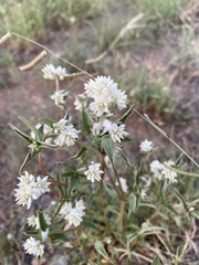 Gomphrena sonorae