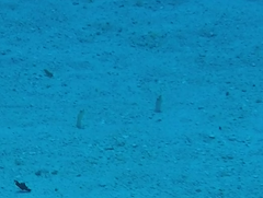 Gorgasia hawaiiensis