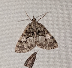 Hydriomena speciosata