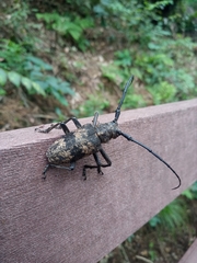 Lamiomimus gottschei
