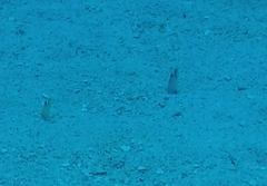 Gorgasia hawaiiensis