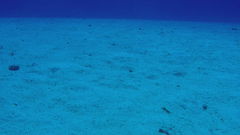 Gorgasia hawaiiensis