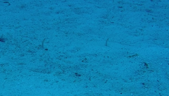 Gorgasia hawaiiensis