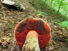 Caloboletus firmus