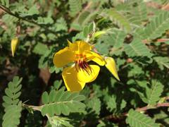 Chamaecrista lineata keyensis