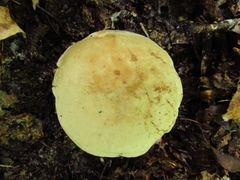 Caloboletus firmus
