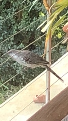 Anthochaera chrysoptera