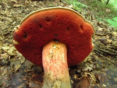 Caloboletus firmus