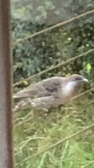 Anthochaera chrysoptera