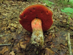 Caloboletus firmus