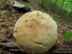 Caloboletus firmus