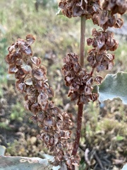 Rumex patientia