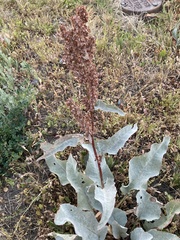 Rumex patientia