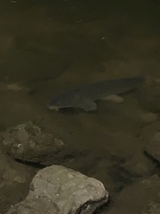 Cyprinus carpio