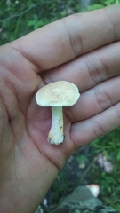 Hydnum alboaurantiacum